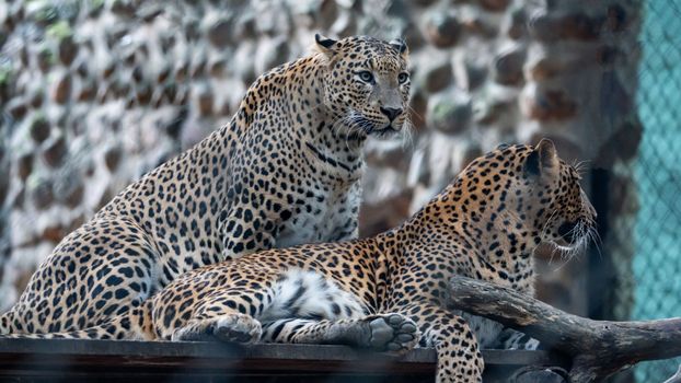 Discover Madiun's Best Animal Watching and Interaction Spots